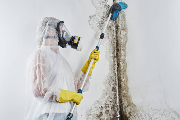 Best Black Mold Removal  in Winooski, VT