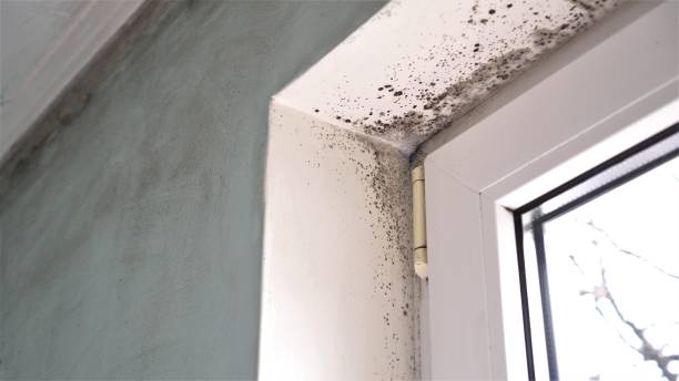 Best Mold Remediation  in Winooski, VT