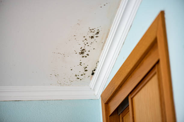 Best Affordable Mold Removal  in Winooski, VT