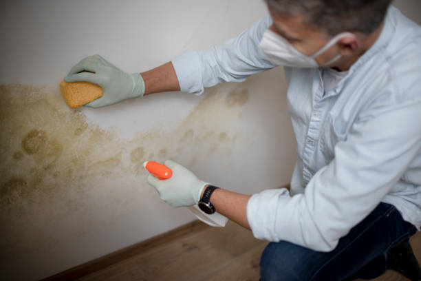 Best Best Mold Removal Companies  in Winooski, VT