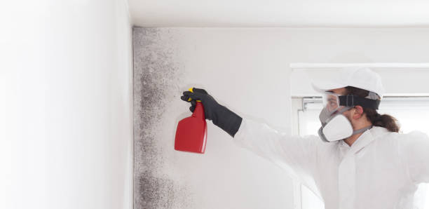 Best Mold Cleaning Services  in Winooski, VT