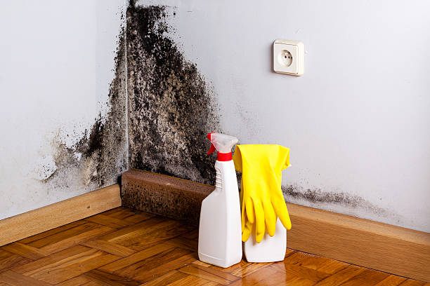 Best Commercial Mold Removal  in Winooski, VT