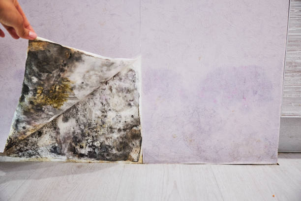 Office Mold Removal Services in Winooski, VT